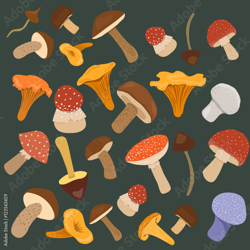 different mushrooms.vector