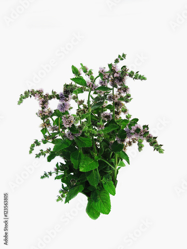 Herbaceous plants Peppermint blossoms