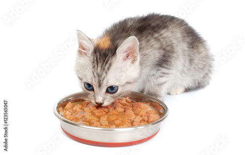 Gray kitten eats from a bowl