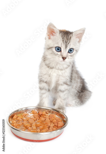 Grey kitten near a bowl with food isolated on white