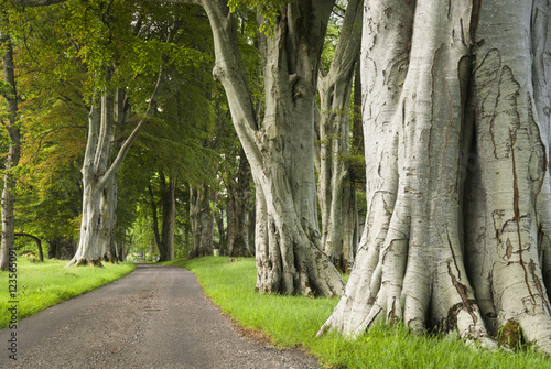 Fototapeta Naklejka Na Ścianę i Meble -  A landscape image of a Fagus sylvatica, Beech tree avenue