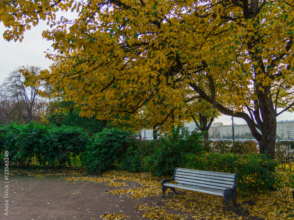 Autumn view with a bench