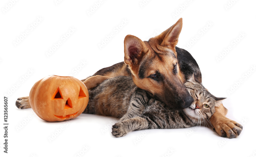 Obraz premium Cute shepherd dog and cat with Halloween pumpkin on white background
