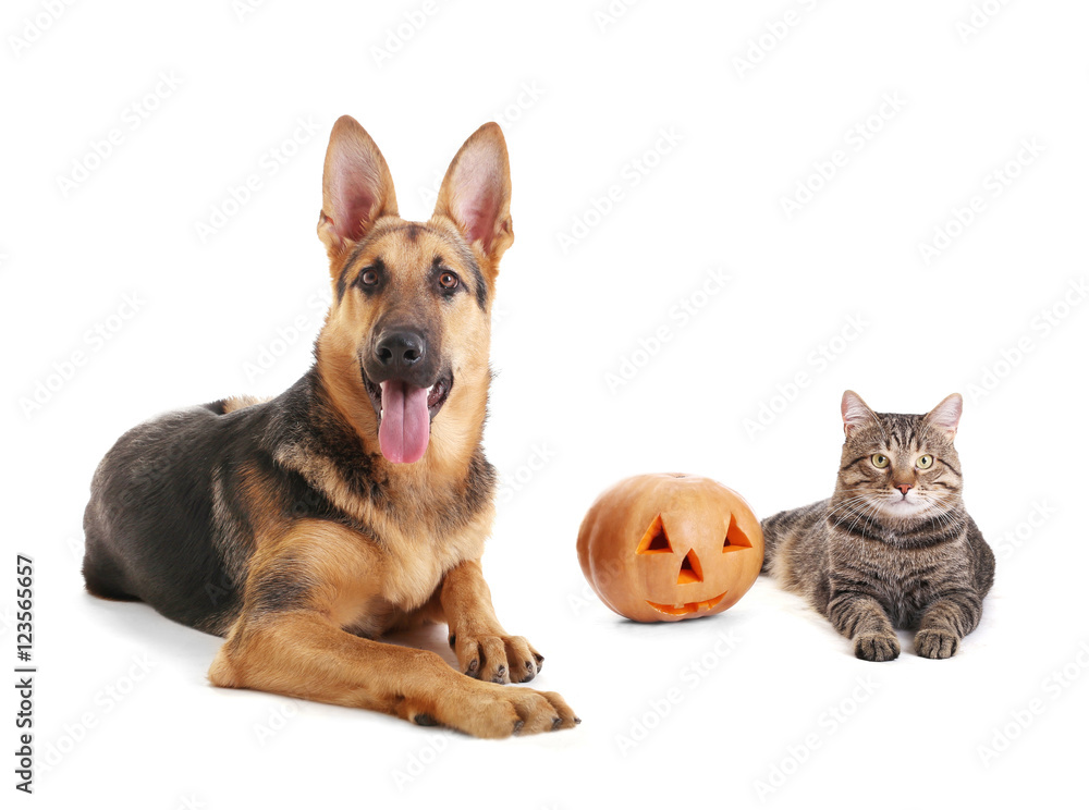 Cute shepherd dog and cat with Halloween pumpkin on white background Cute shepherd dog and cat with Halloween pumpkin on white background