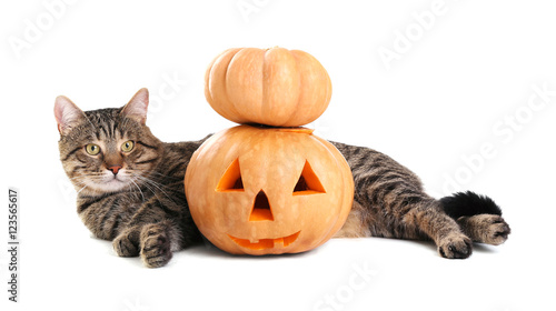 Cute tabby cat with Halloween pumpkin on white background © Africa Studio
