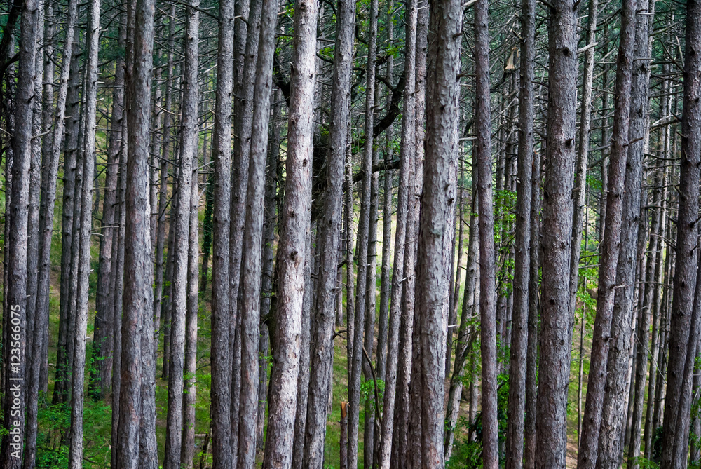 Fototapeta premium Walk through the woods 2