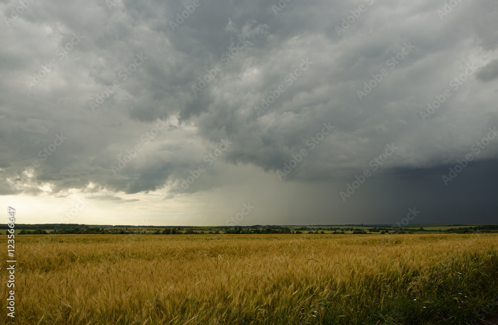 Dark clouds over the wheat field