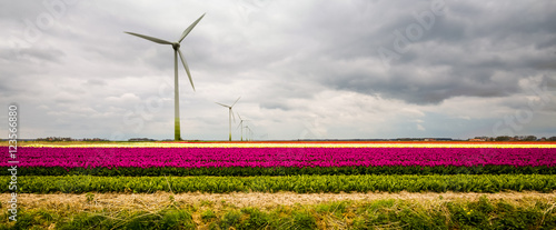 Fotografia Tulips in Holland