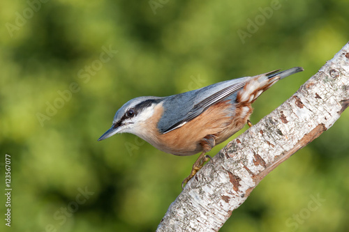 Kleiber klettert Birke herab