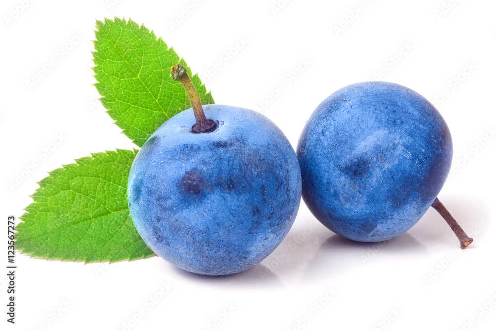 Obraz premium two fresh blackthorn berries with leaves isolated on white background