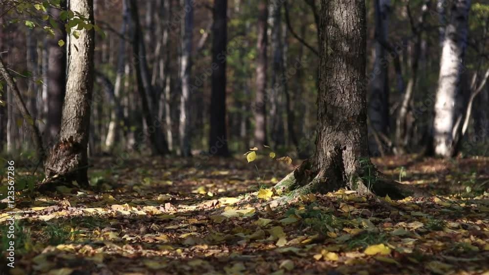 Солнечные лучи освещают опавшие листья и стволы деревьев в осеннем лесопарке Солнечные лучи освещают опавшие листья и стволы деревьев в осеннем лесопарке