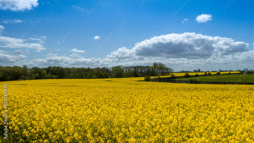 Fototapeta premium Der Raps in voller Blüte