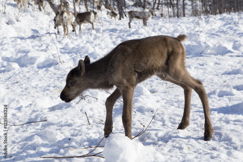 Naklejka premium A newborn fawn in the snow. Moma Ridge, Yakutia, Russia.
