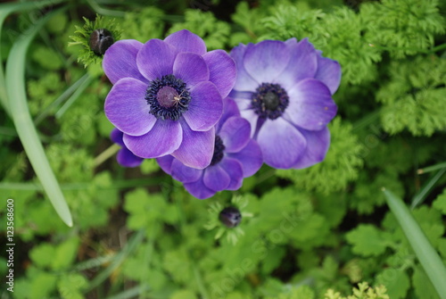 Violette Anemone