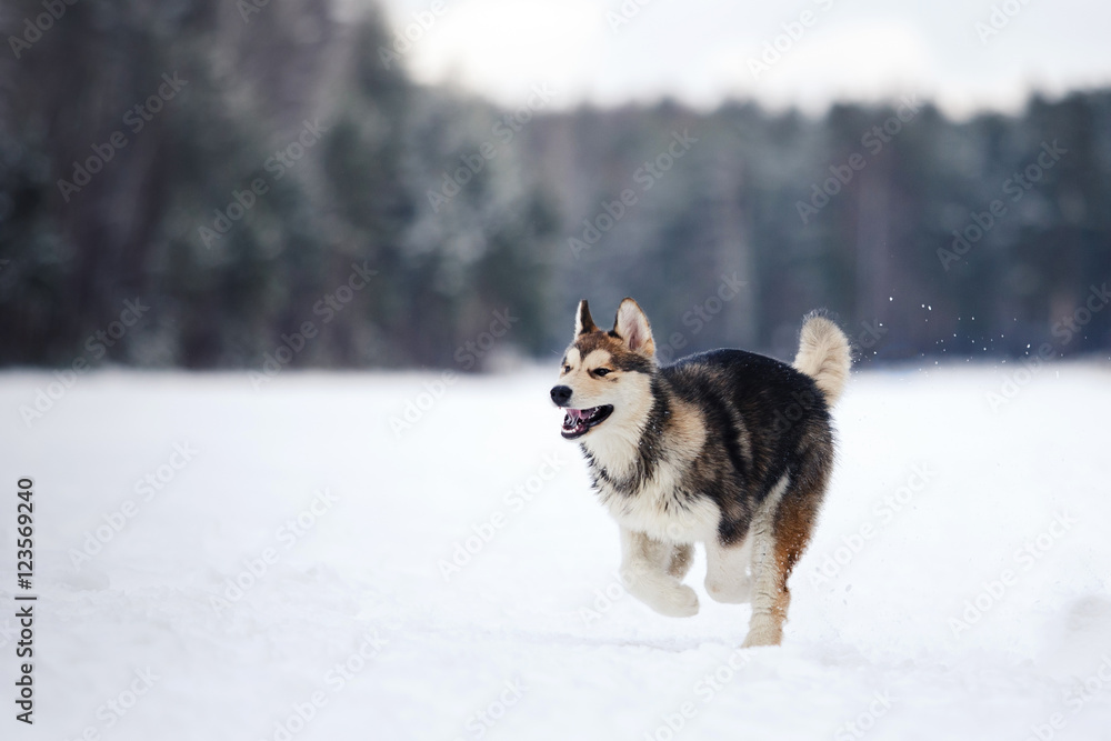 Dog breed Siberian Husky running on a snowy Dog breed Siberian Husky running on a snowy