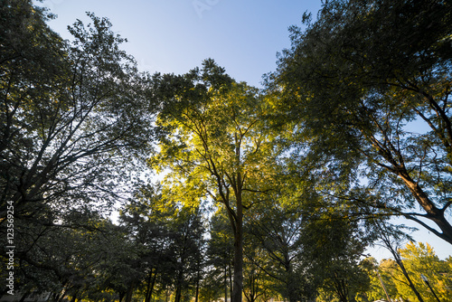 Tree lit up by the sunlight
