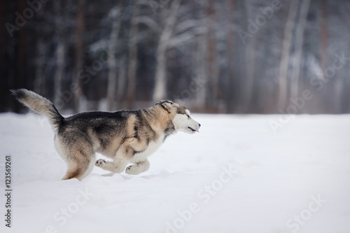 Dog breed Siberian Husky running on a snowy