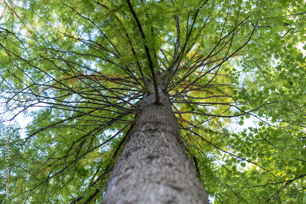 Fototapeta premium looking up at a tree with green leaves