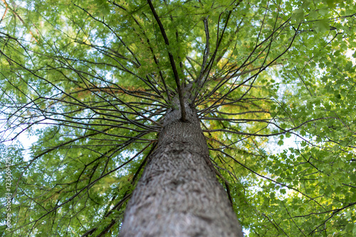 looking up at a tree with green leaves