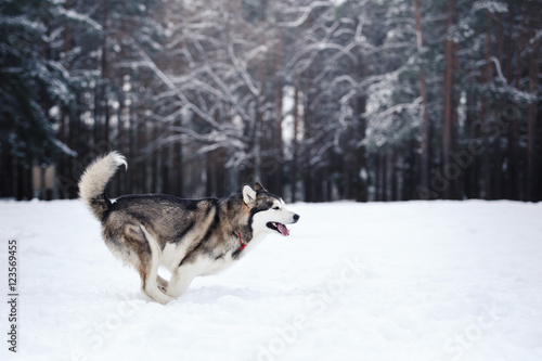 Dog breed Siberian Husky running on a snowy © annaav