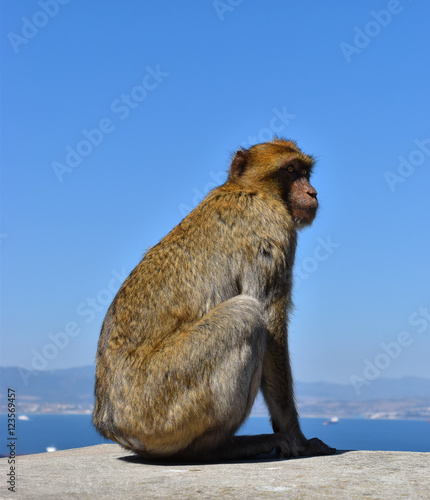 Macaque monkey sits on Rock of Gibraltar. Side view.  Clear blue sky background. © Nancy Pauwels