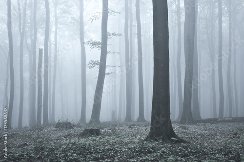 Forest of Beech Trees in Dense Fog, desaturated, faded colours