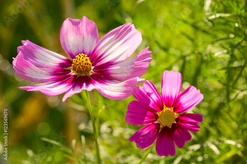 Two pink Cosmos flowers in summer garden.