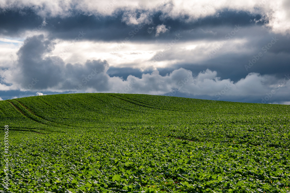 White beet field. Cloudy weather