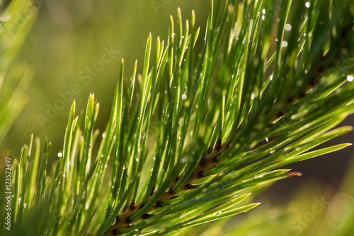 Branch of pine-tree with waterdrops after rain
