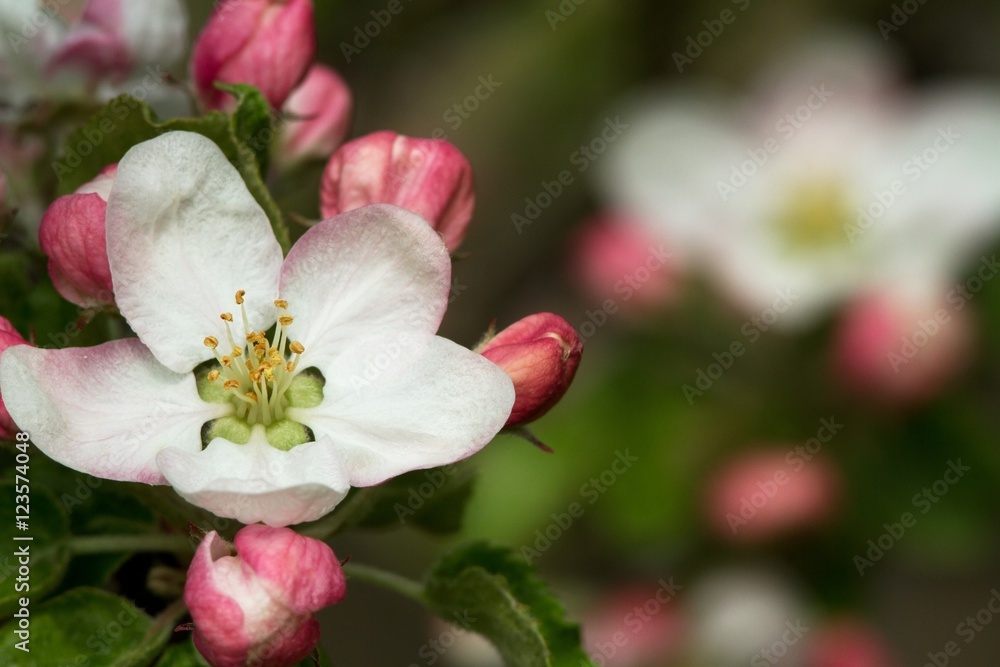 Branches of flowering apple tree 9 Branches of flowering apple tree 9