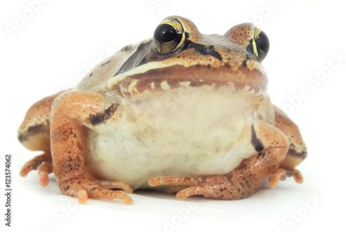 brown frog on white background macro closeup 