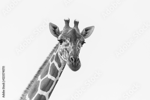 Fototapeta Naklejka Na Ścianę i Meble -  giraffe in Samburu Park in Kenya