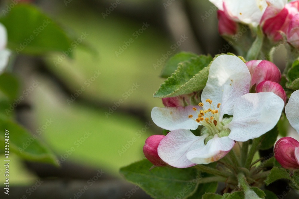 Branches of flowering apple tree 8