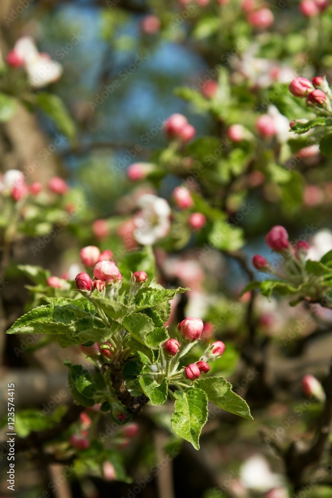 Branches of flowering apple tree 6