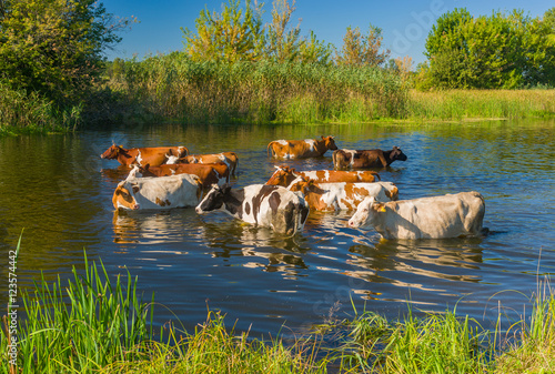 Cow herd having water treatment in summer Ukrainian river Merla
