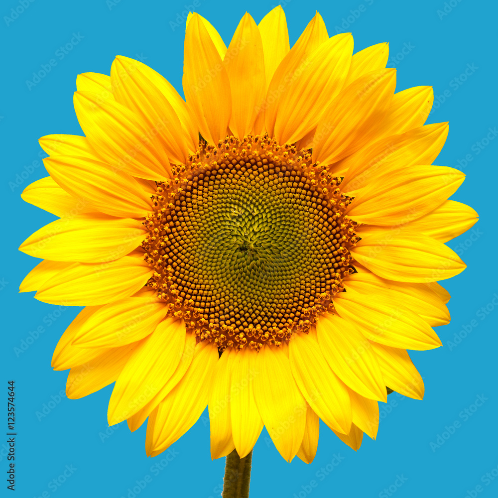 Naklejka premium Sunflower closeup on a blue background