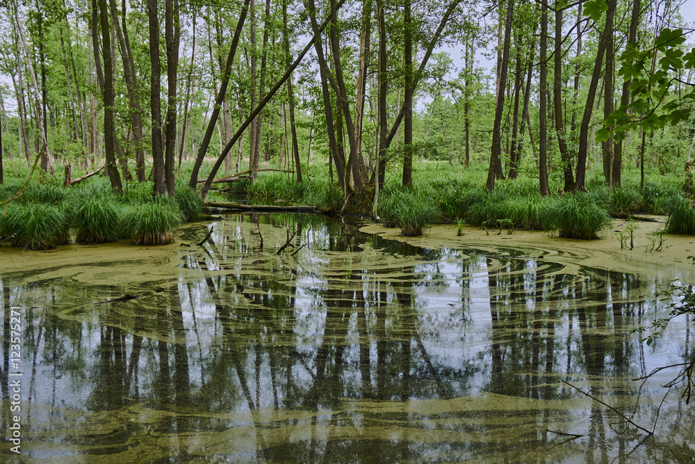 Obraz premium Lemna on swampy lake in a forest in Poland.