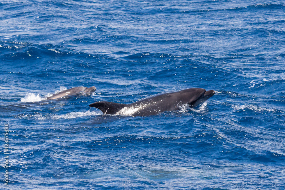 Fototapeta premium Two Bottle-nosed Dolphins swimming in Ocean near Sao Miguel, Azores, Portugal