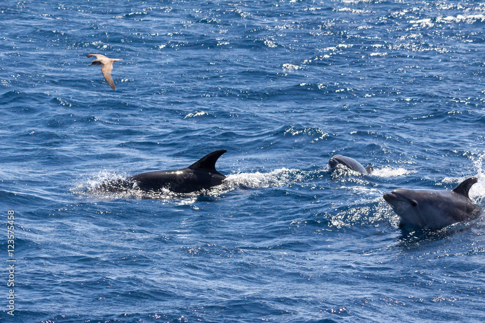 Fototapeta premium Bottle-nosed Dolphins and Gull near Sao Miguel, Azores, Portugal