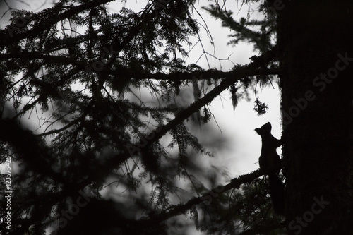 Silhouette of a squirrel slimbing on a fir tree
