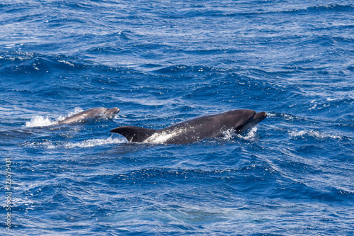 Two Bottle-nosed Dolphins swimming in Ocean near Sao Miguel, Azores, Portugal