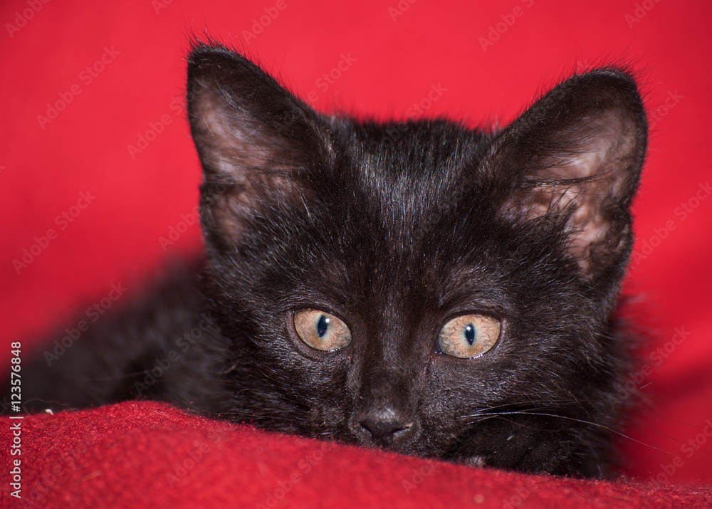 Naklejka premium Adorable black kitten peeking, on red blanket