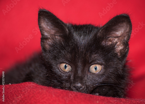 Adorable black kitten peeking  on red blanket