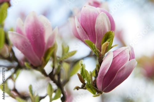 blossoms of pink magnolia 4 © Pawel Horazy