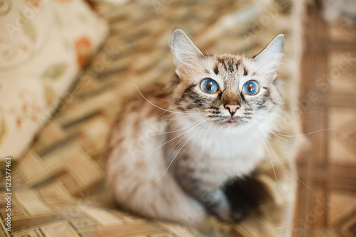 fluffy ginger cat lying