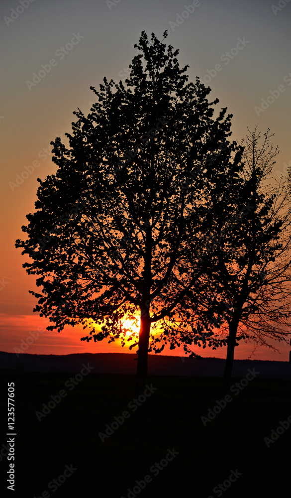 Fototapeta premium Laubbaum im Sonnenuntergang bei Schweinfurt Franken