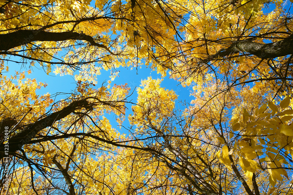 bright yellow Golden tops of autumn trees against a blue sky bright yellow Golden tops of autumn trees against a blue sky