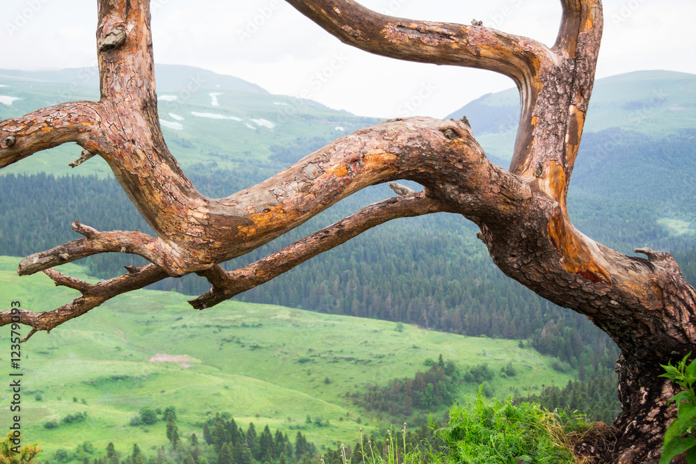 Lonely leafless tree on the mountain, close up, nature backgroun Lonely leafless tree on the mountain, close up, nature backgroun