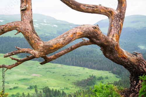 Lonely leafless tree on the mountain, close up, nature backgroun