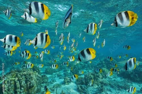 Shoal of tropical fish, Pacific double-saddle butterflyfish, Chaetodon ulietensis, in shallow water of a lagoon, Pacific ocean, French Polynesia photo